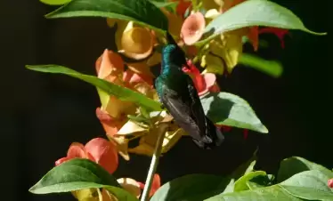 AnseChastanet-Birdwatching-03