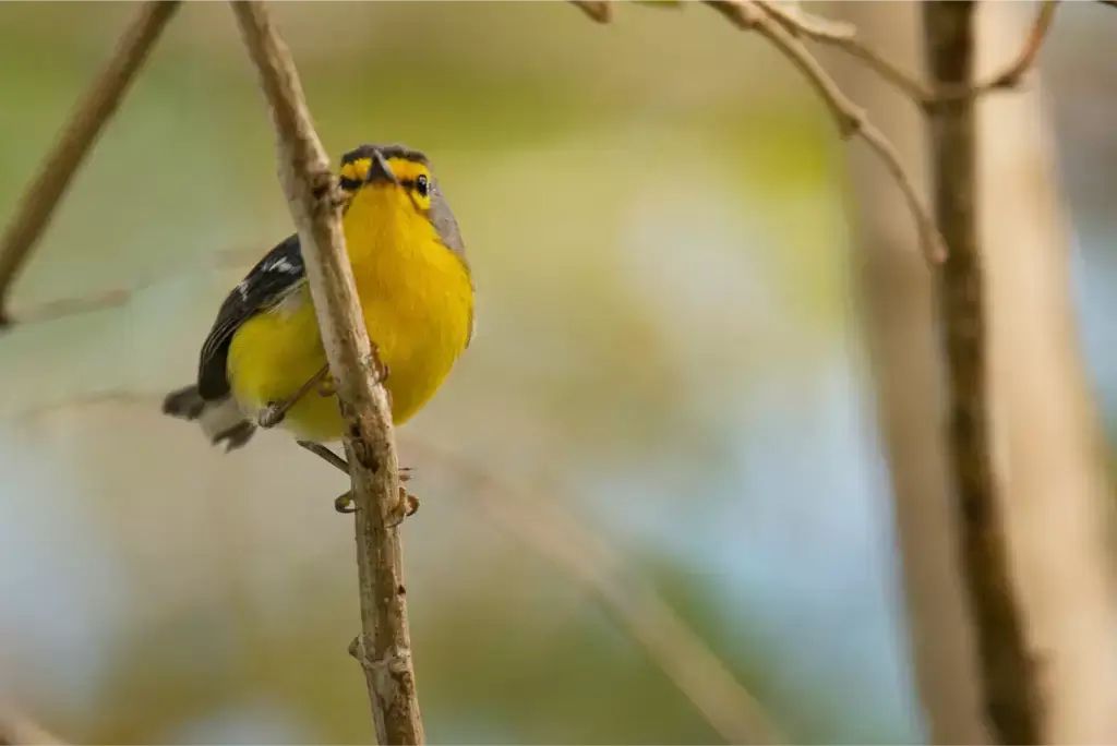 AnseChastanet-Birdwatching3