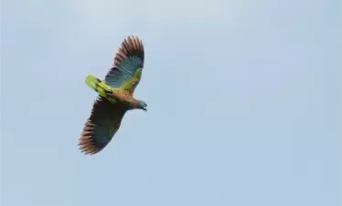 AnseChastanet-Birdwatching4