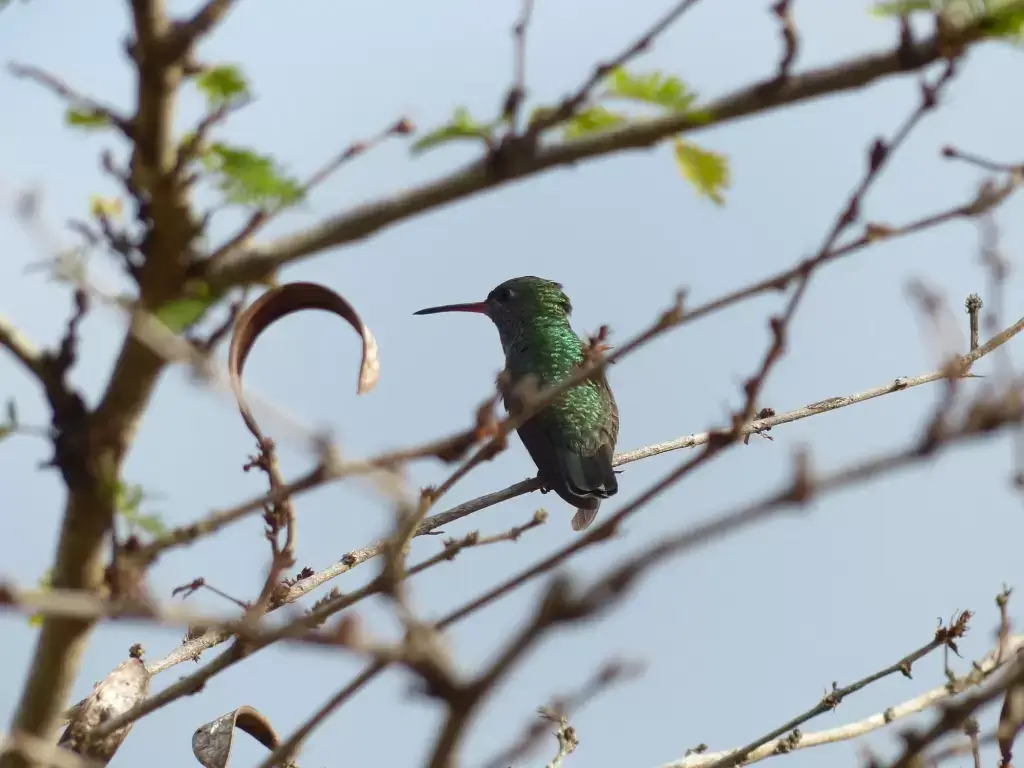 Glittering-throated Emerald Hummingbird