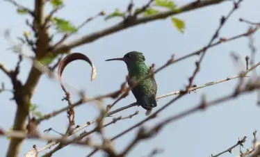 Glittering-throated Emerald Hummingbird