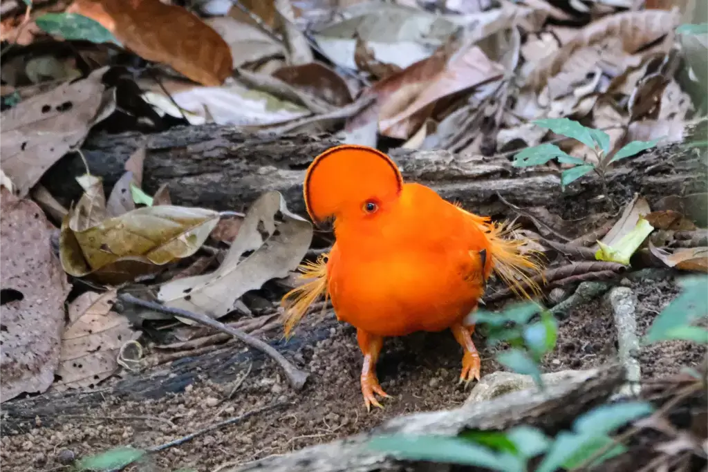 Guianan Cock-of-the-Rock