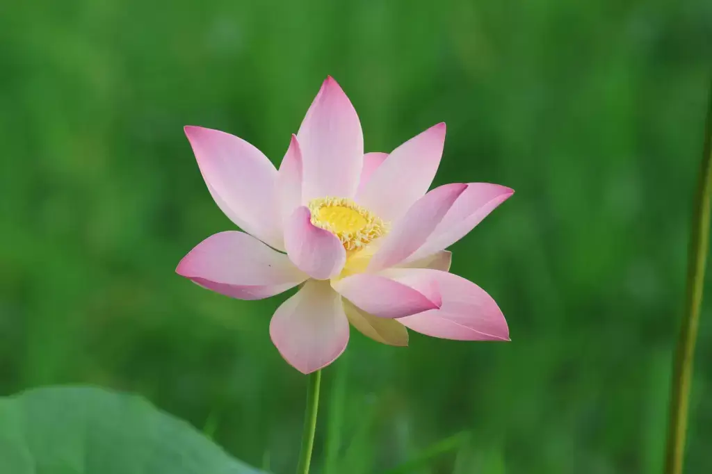 Lotus Flower