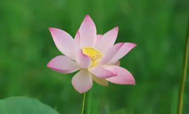 Lotus Flower