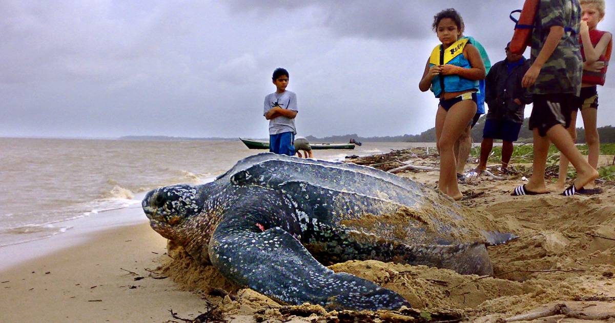 Leatherback turtles