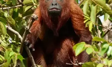 Red Howler Monkey
