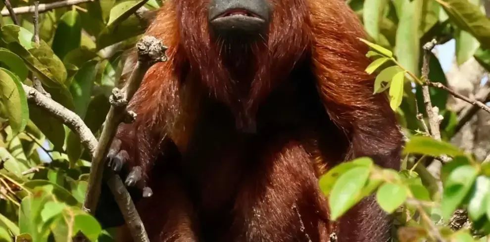 Red Howler Monkey