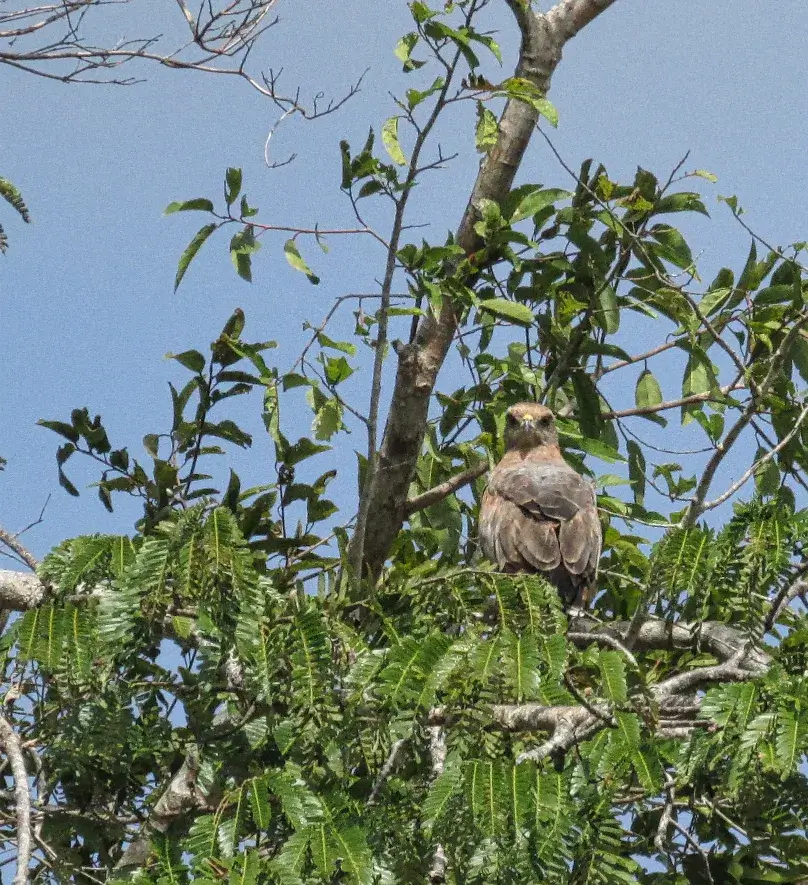 birding in guyana