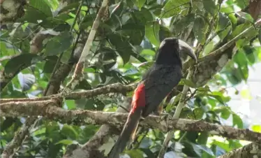 birding tour in guyana