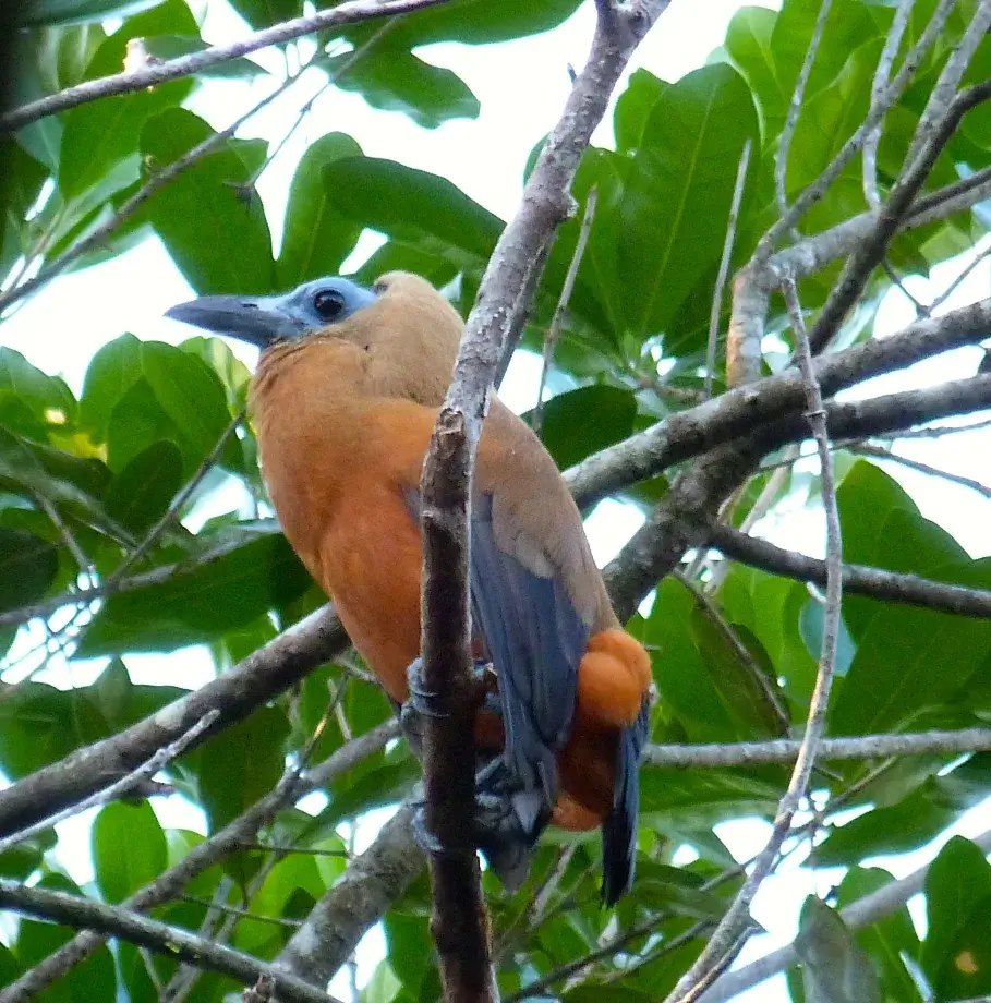 capuchin bird
