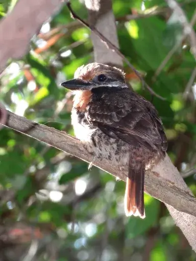 birding tour in the guyana