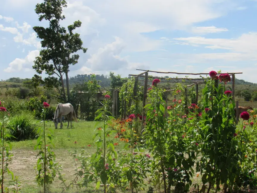Horse - Wichabai Ranch