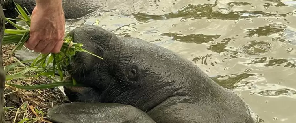 Feeding West Indian Manatee 3