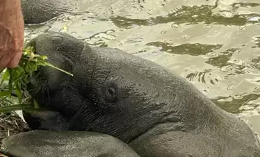 Feeding West Indian Manatee 3