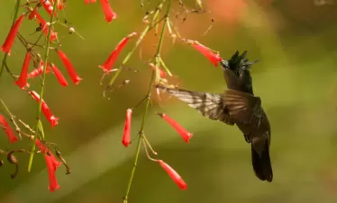 birding guyana - AnseChastanet-Birdwatching1