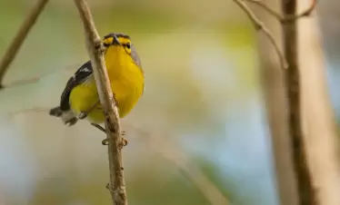 AnseChastanet-Birdwatching3