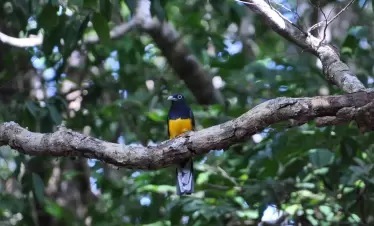 Blue and Yellow Bird - © David DiGregorio