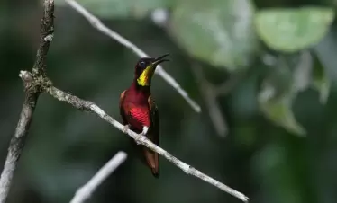 wildernessexplorers-birds-guyana223