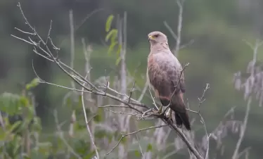 wildernessexplorers-birds-guyana525