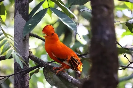 Guianan cock-of-the-rock (Rupicola rupicola)